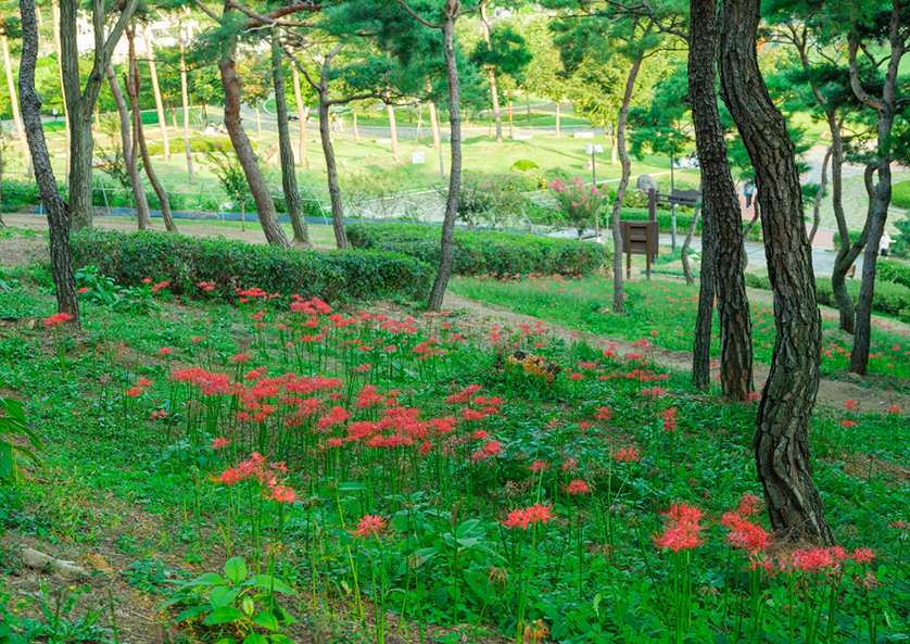 꽃무릇동산의 모습