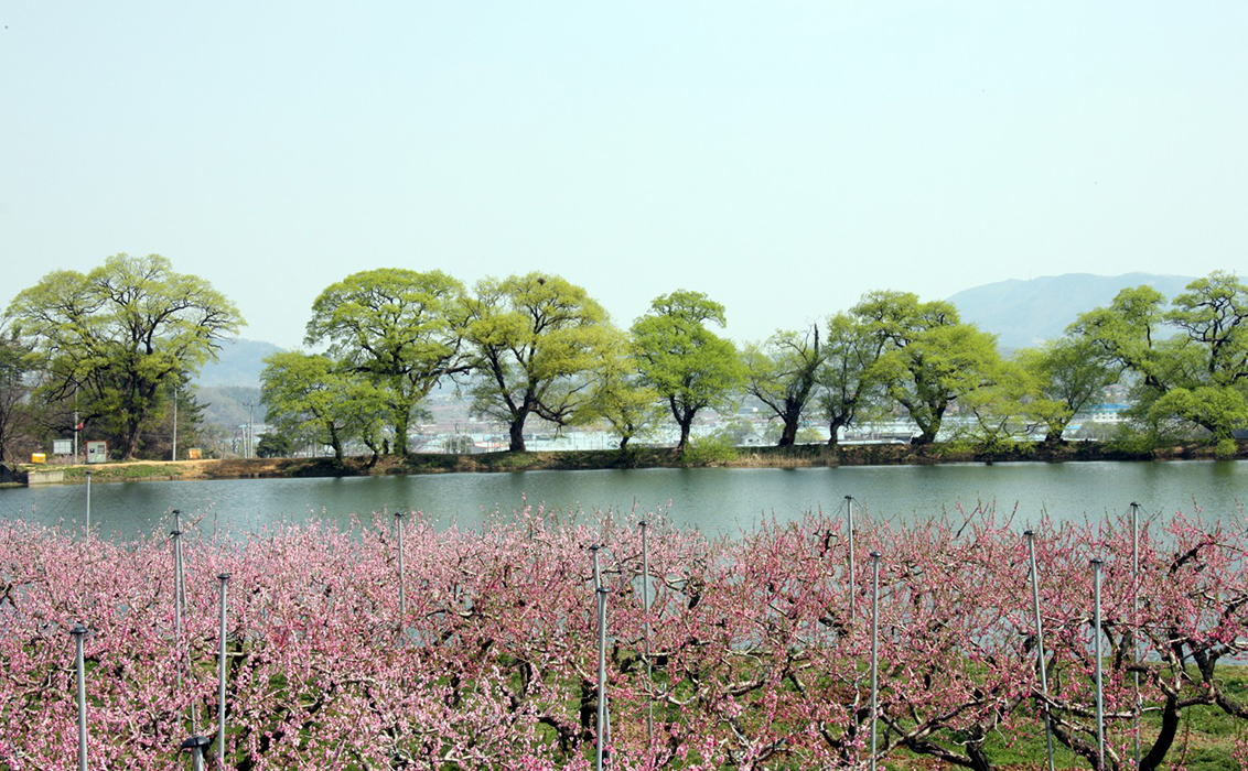 반곡지의 모습